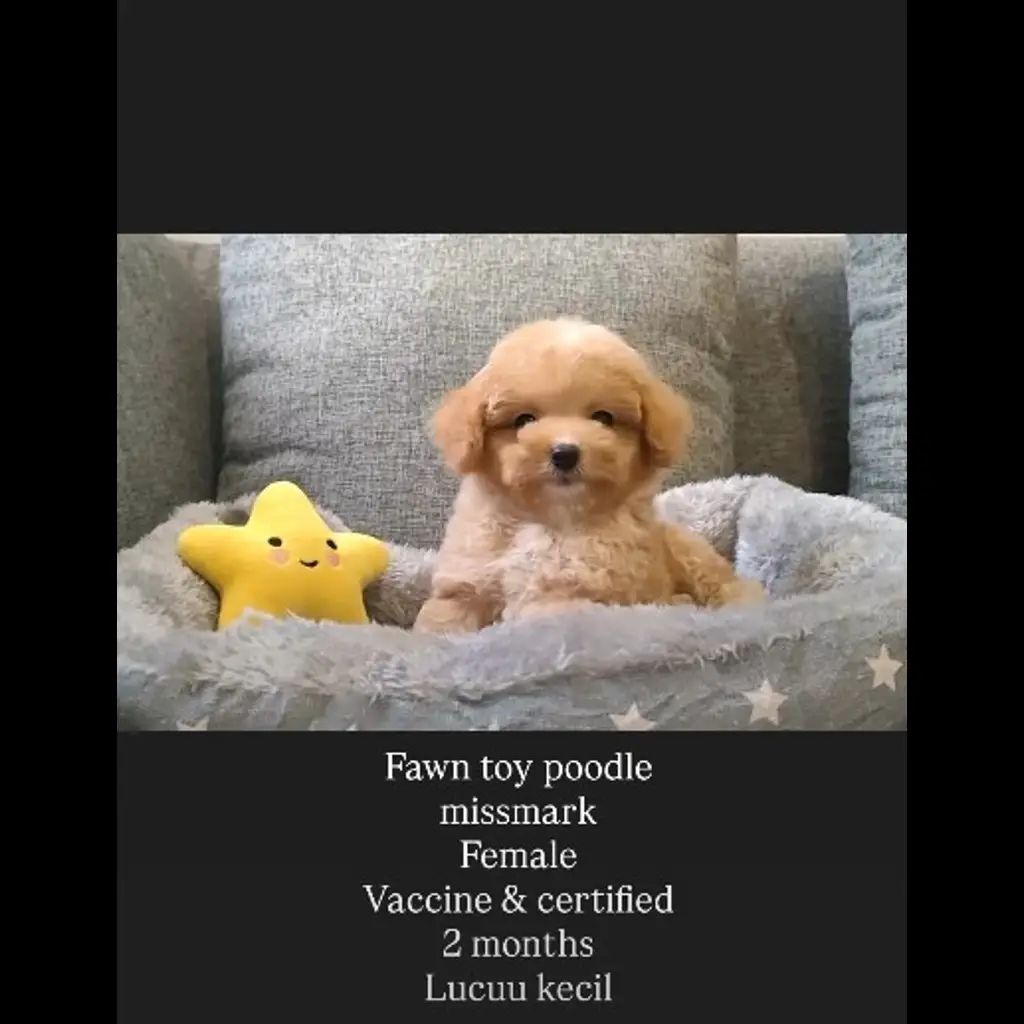 jual-fawn-toy-poodle-HONK4UW3AP