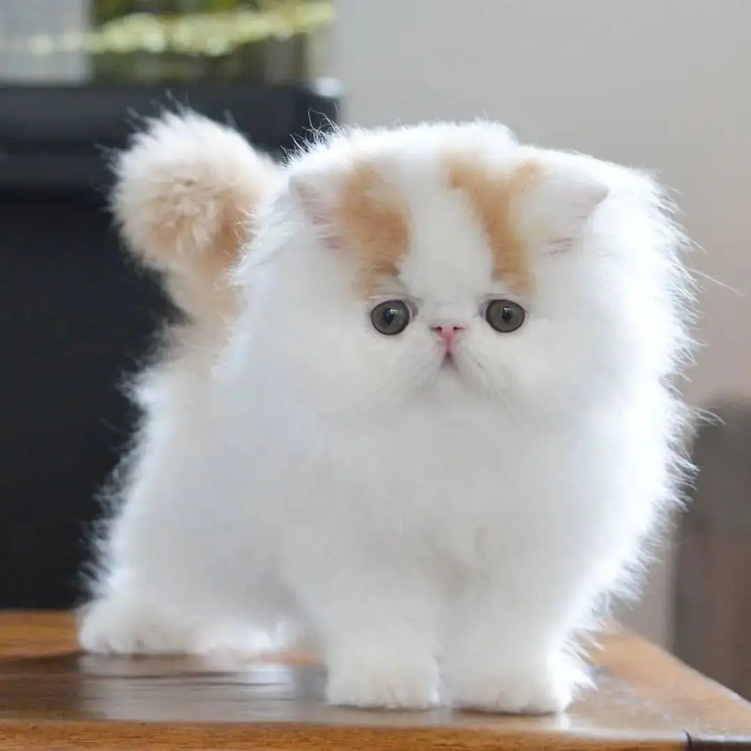 di-jual-kucing-persia-peaknose-rp-350000-DJZJROJXI3