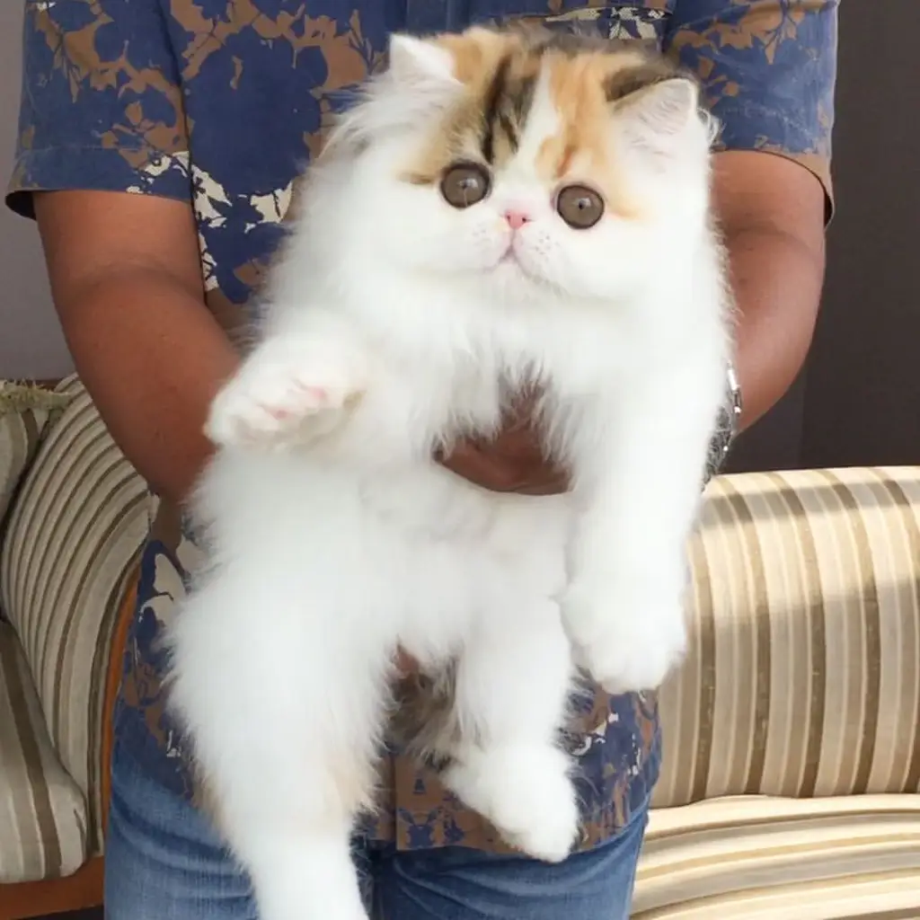 di-jual-kucing-persia-peaknose-rp-350000-6ZUHINSL6D