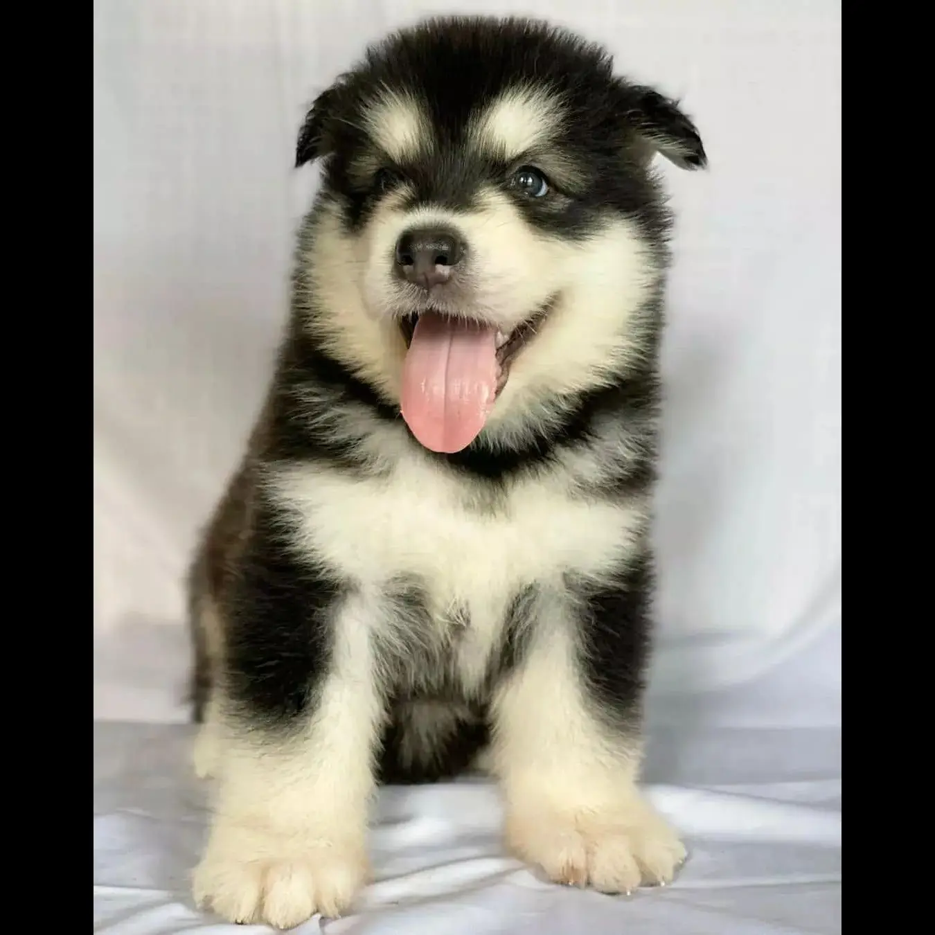 di-jual-anjing-alaskan-malamute-rp-450000-J4V70WNKO8
