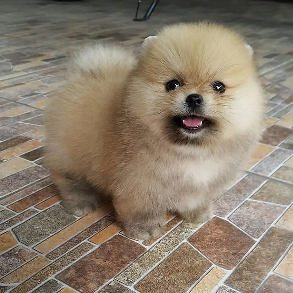di-jual-anjing-super-mini-pom-2NDUUS585V