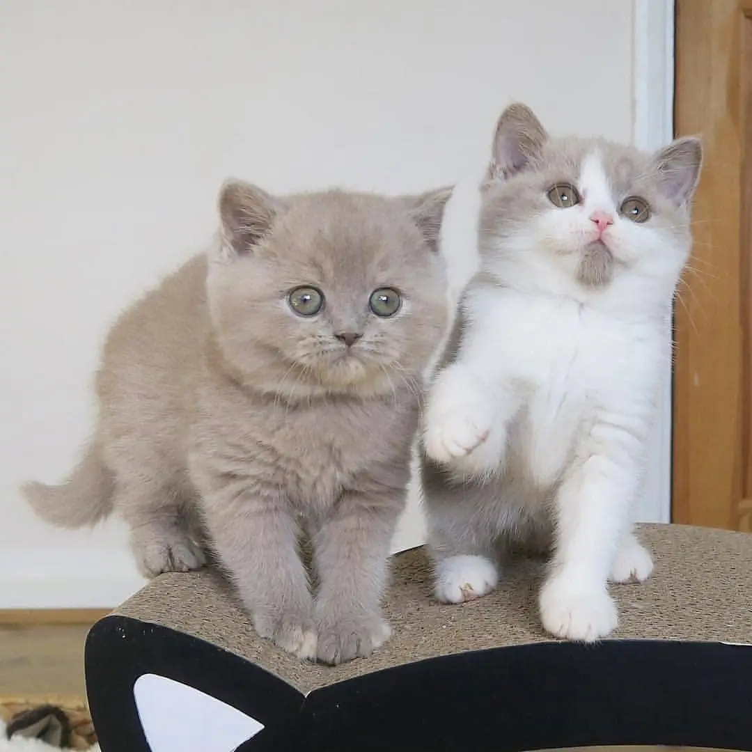di-jual-kucing-british-shorthair-rp-350000-7RM51S8ENG