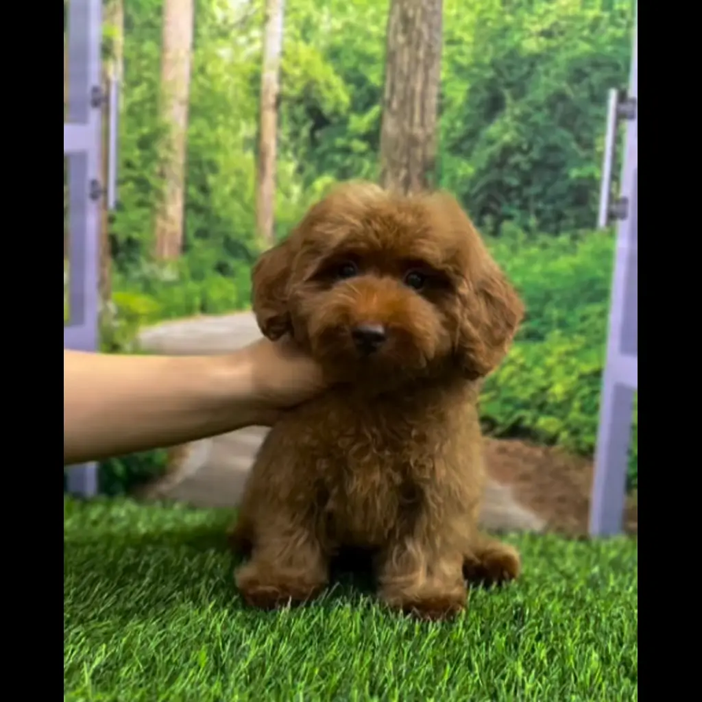 jual-red-toy-poodle-chubby-FPC6RTE6HN