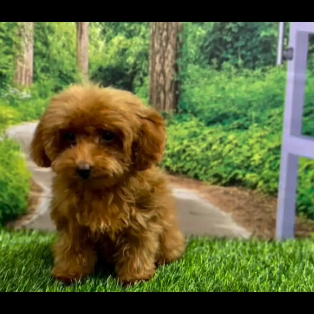jual-poodle-female--nicky-U4JNGG1BSH