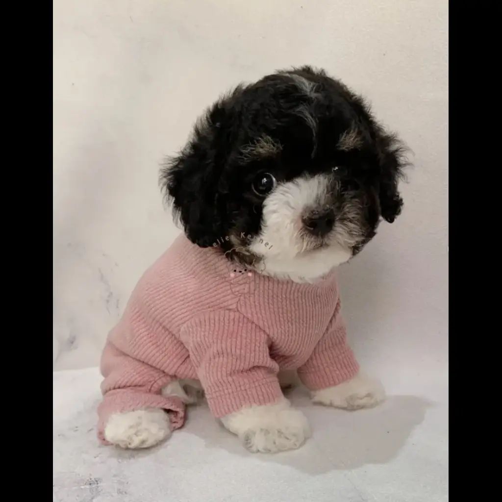 jual-female-toy-poodle-moomoo-VOEU37LC96