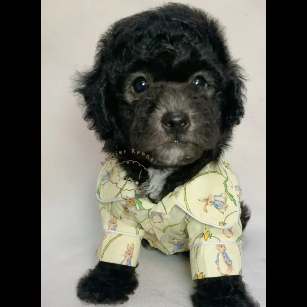 jual-male-toy-poodle-winston-4WEI30NVJQ
