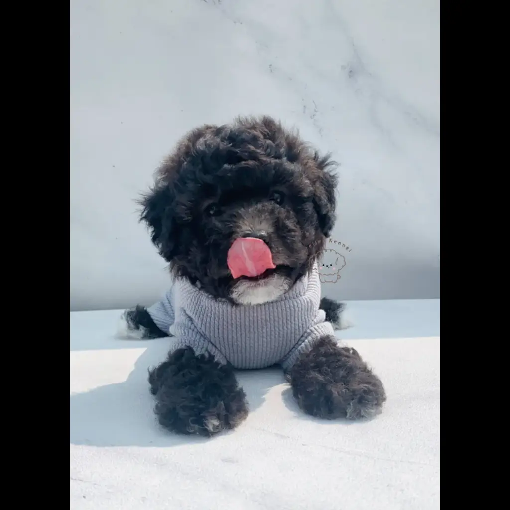 jual-male-toy-poodle-dante-FQRAUREI3O
