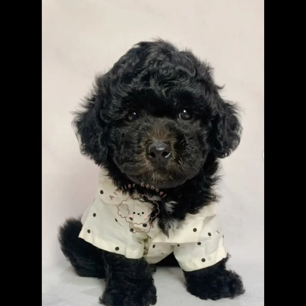 jual-male-toy-poodle-douglas-292BK3G6L6