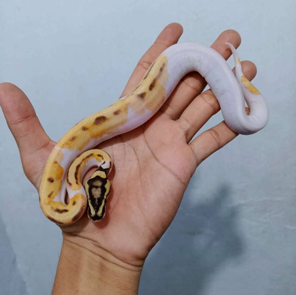 pastel-enchi-od-pied-EBI777AVRV