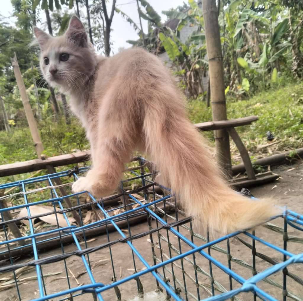 persian-kitten-mixdom-longhair-1ITKZU0NRA