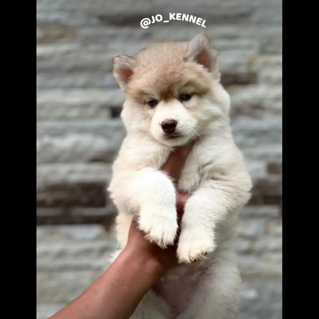 jual-female-siberian-husky-6AOKY6AKFM