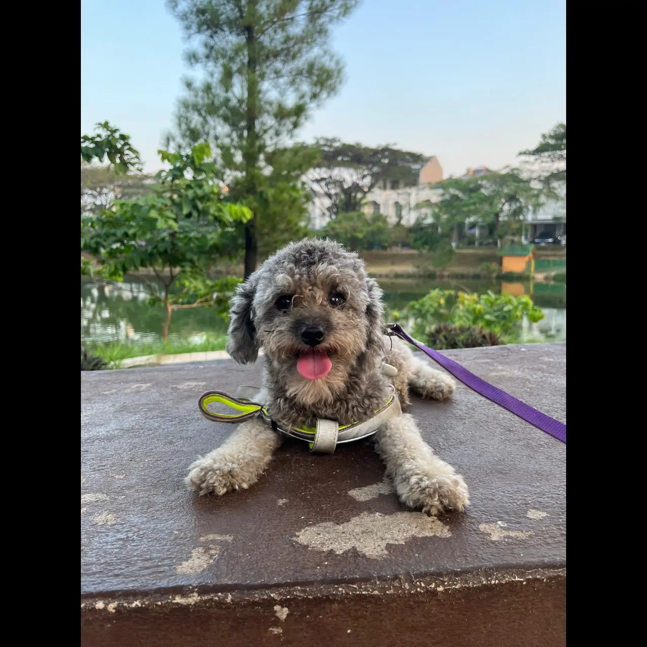 grey-toy-poodle-stambum-microchip-V32IRFQSM2