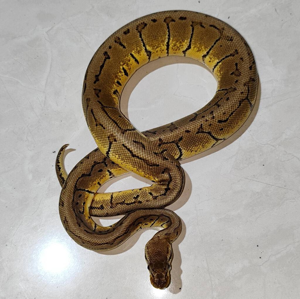 m--lemon-blast-het-albino-6BECPWTR2L
