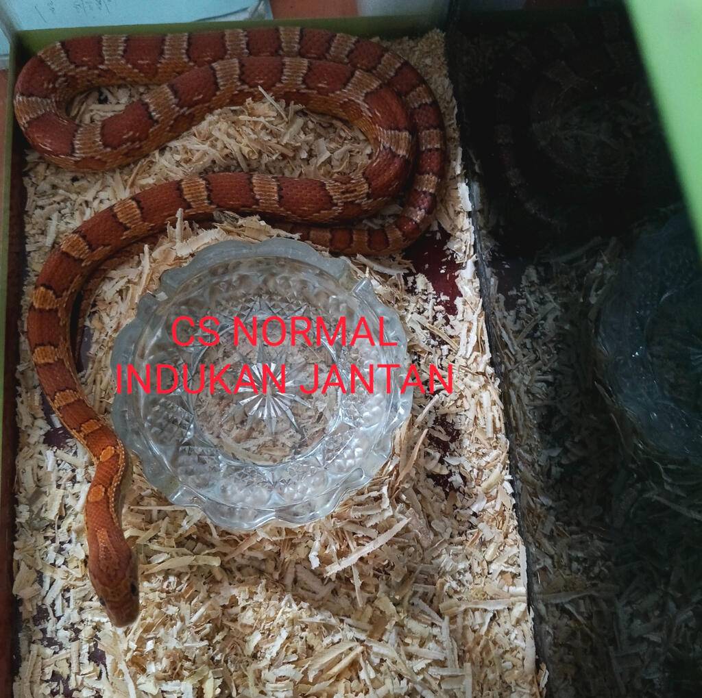 cs-male-indukan-jantan-dewasajumbo-normal-135cm-Y7HQF3GZZA