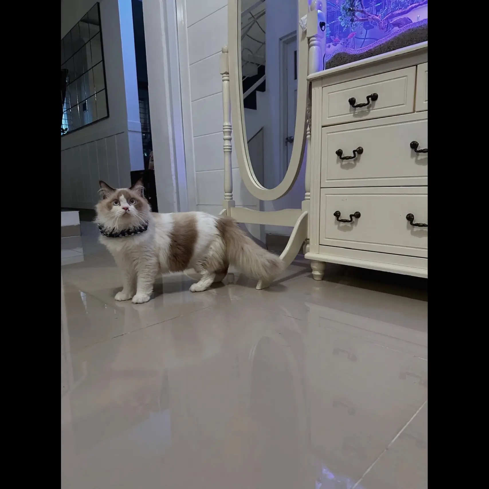 lepas-adopt-ragdoll-jantan--1-thn--595ZJ0UCP0