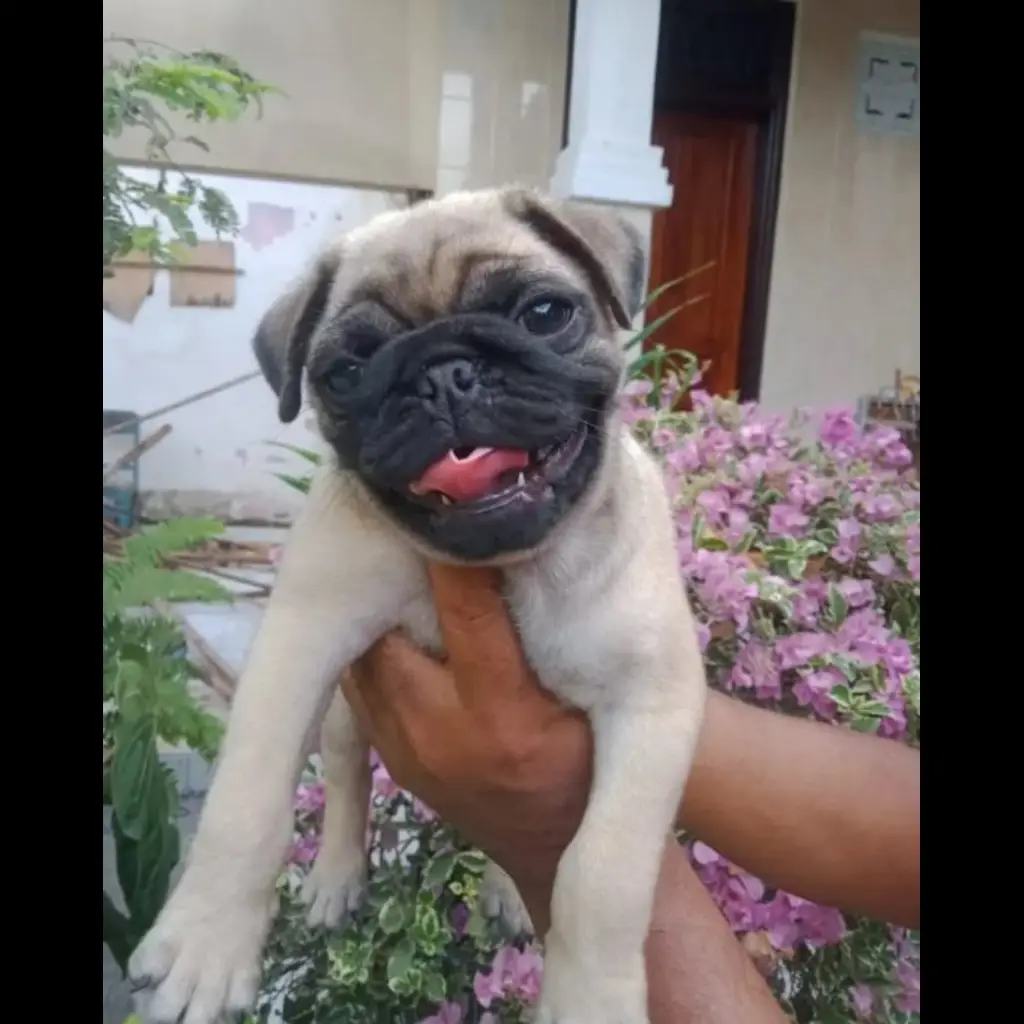 jual-anjing-pug-jantan-LEVN8D4CU2