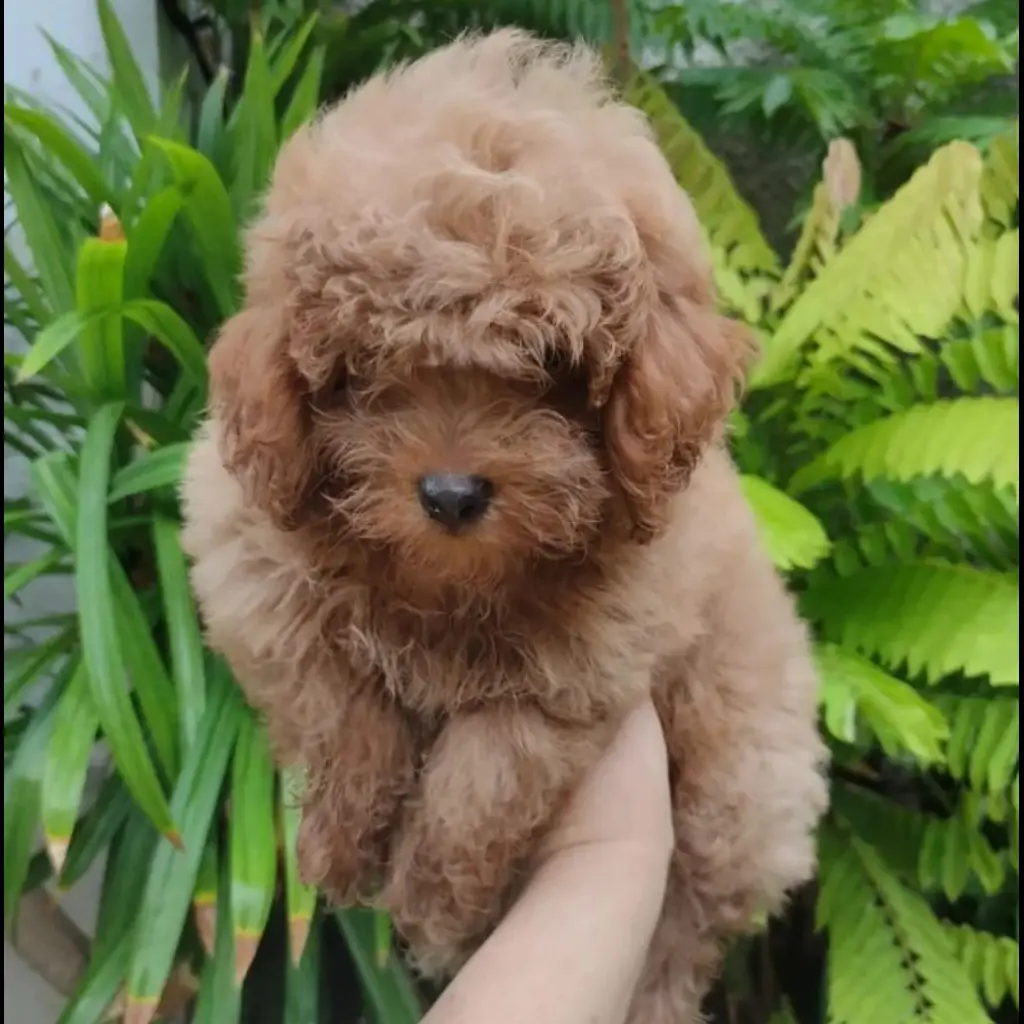 jual-red-toy-poodle-jantan-FKA1F6JOK3