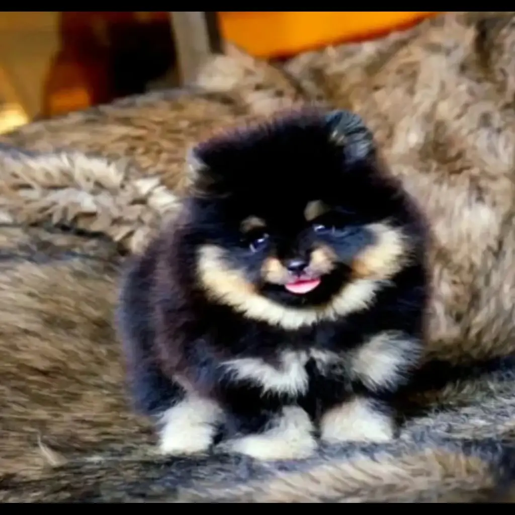 jual-super-minipom-jantan-3-bln-KWM9T183H4