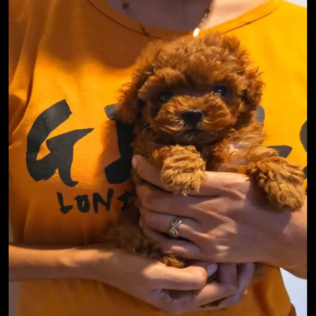 jual-poodle-teacup-betina-3-bln-XM8BE6ML5Y