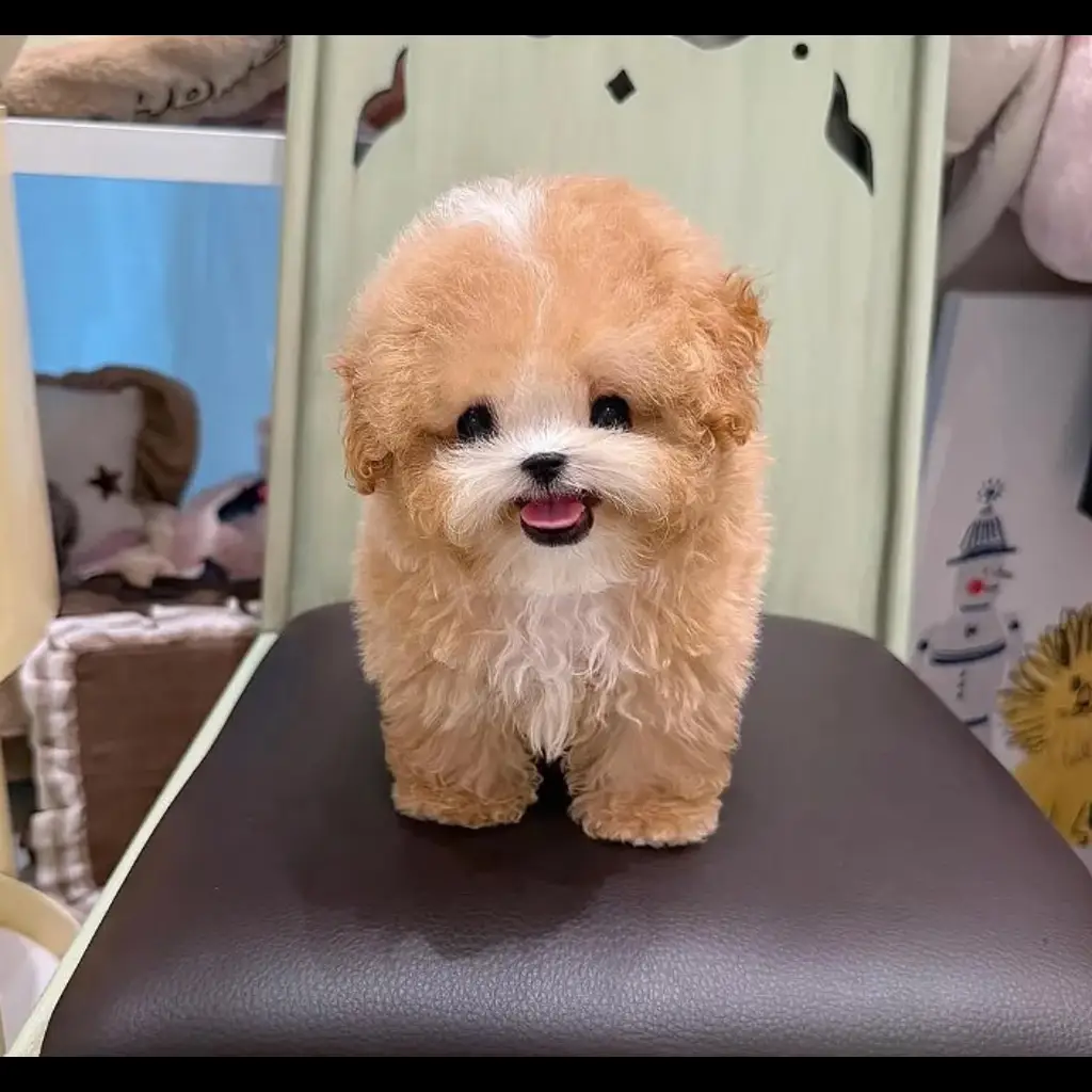 jual-poodle-mini-cream-FAS2XFHR5Y