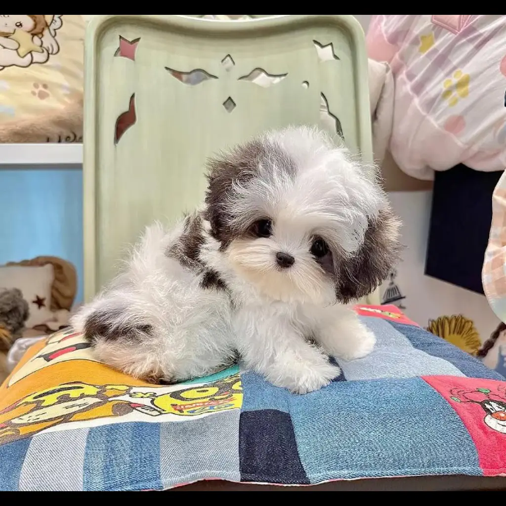 jual-shihtzu-CUYBEA90HF