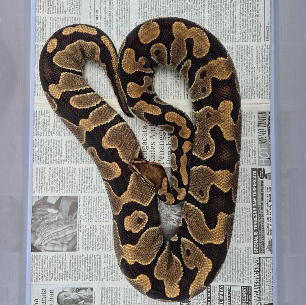 normal-het-lavender-clown-T9XKL8G69R