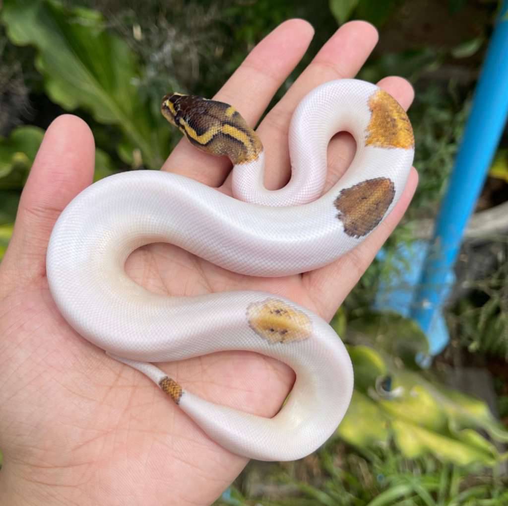 pastel-pied-ph-lavender-emoji-face-BUC7PXXY8B