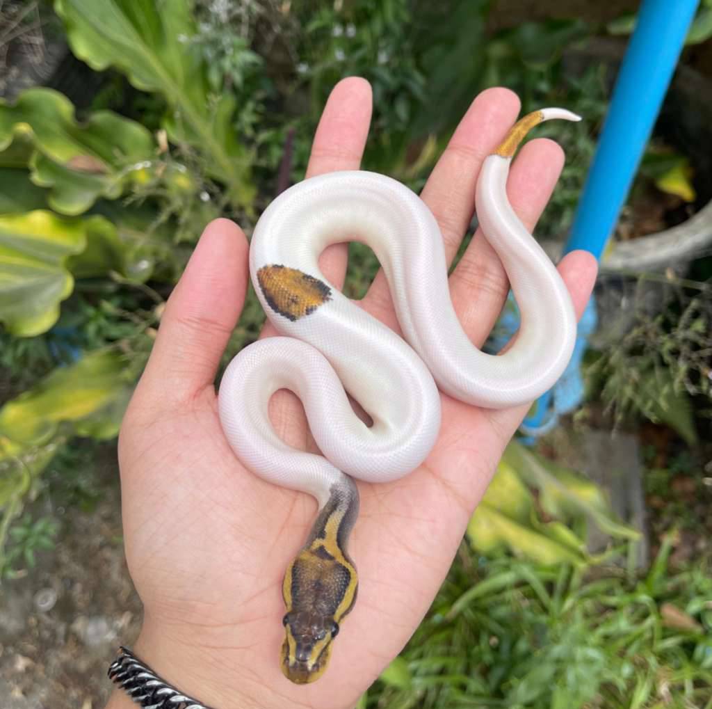 f-pied-ph-lavender-highwhite-K8Y1H108GX