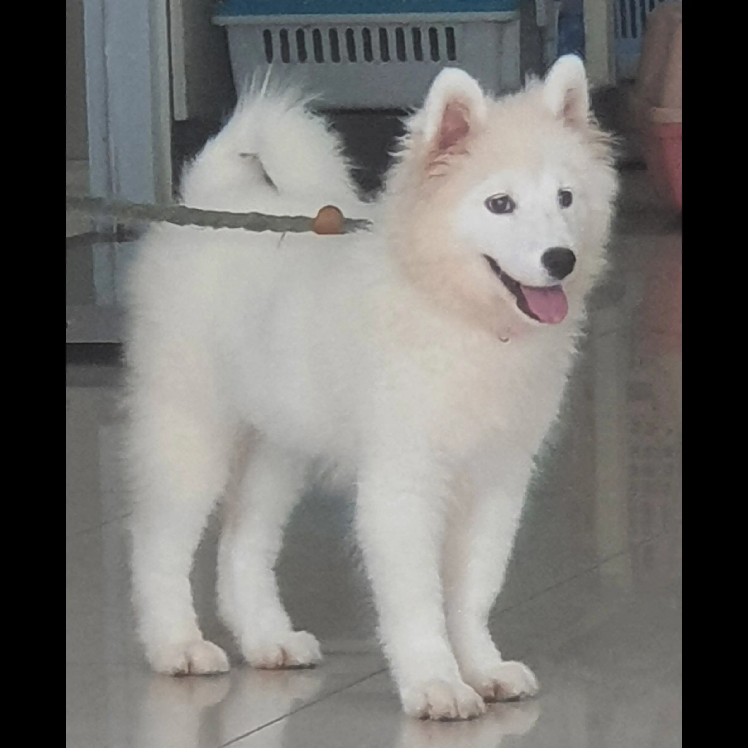 adopsi-anakan-samoyed-4-bln-Q5MRY4R3BF