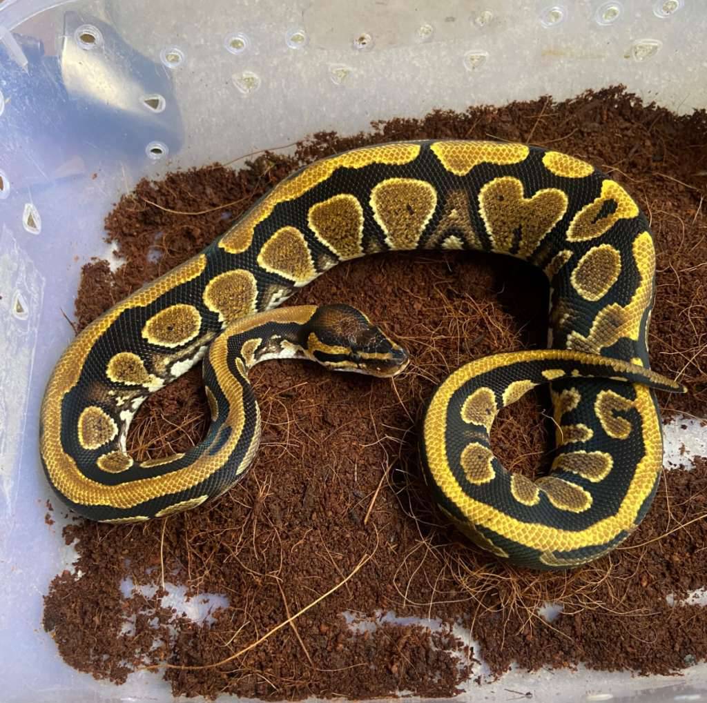ular-ballpython-yellow-belly-het-albino-UHL76K4E5W