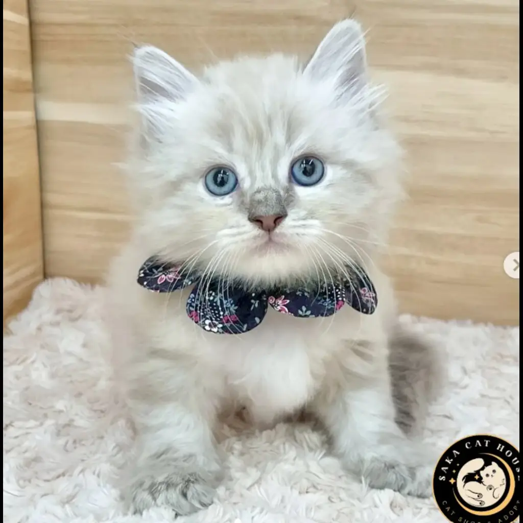 jual-kitten-siberia-jantan-UOSM51J0UN
