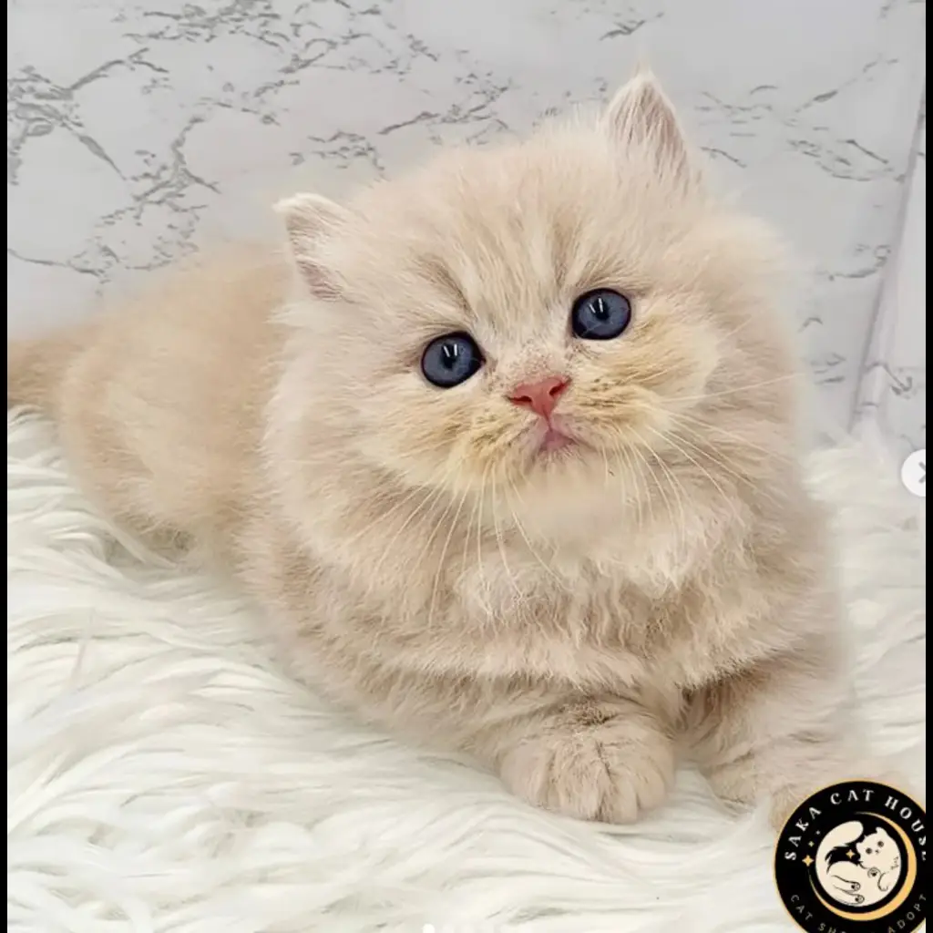 jual-kitten-minuet-betina-PAZ2FLA5S7