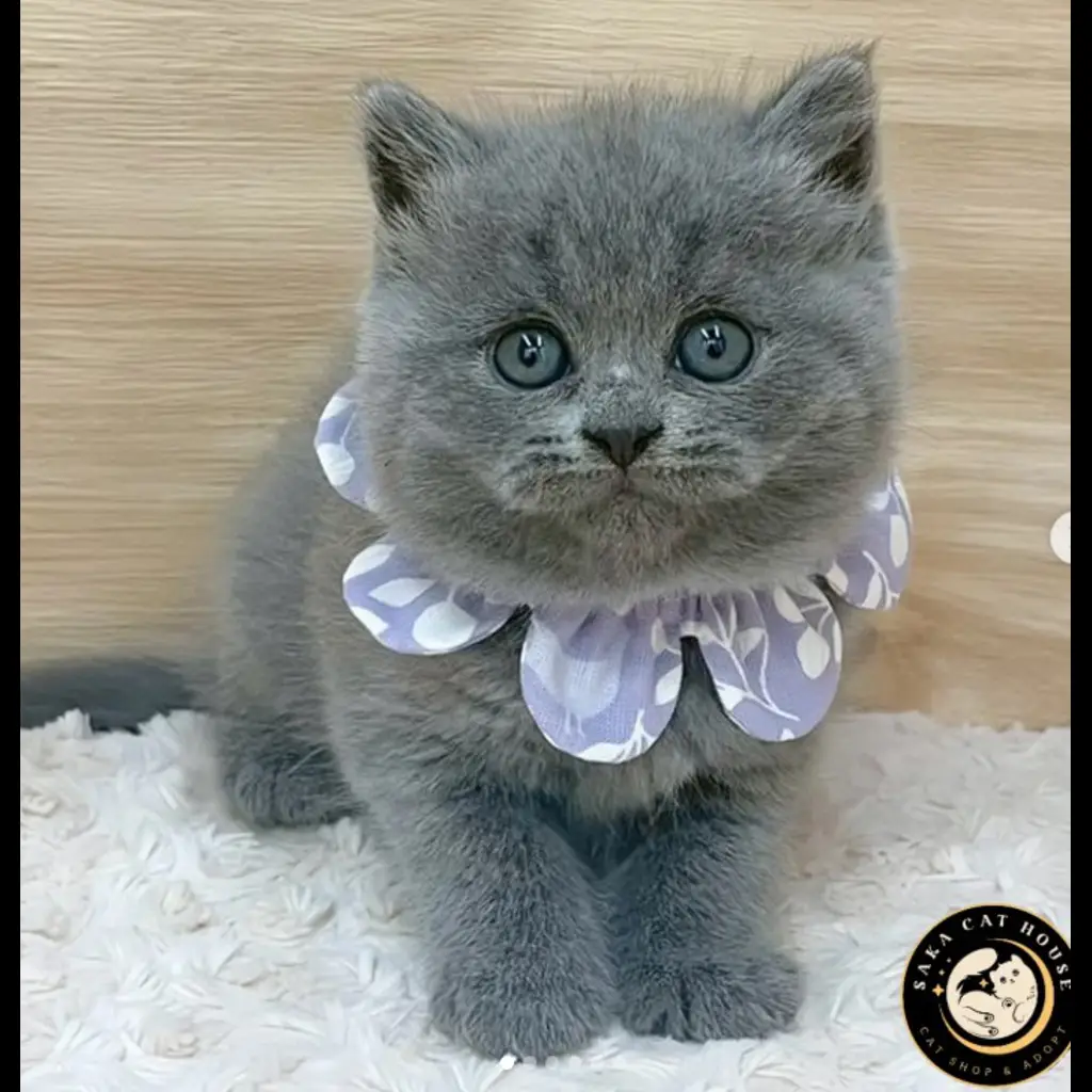 jual-kitten-bsh-betina-EVMOZMVNQP