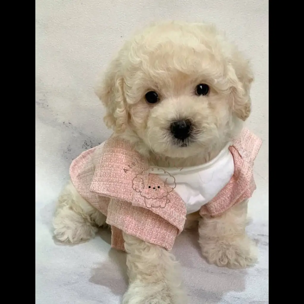 jual-female-toy-poodle-melody-3064PFPCRL
