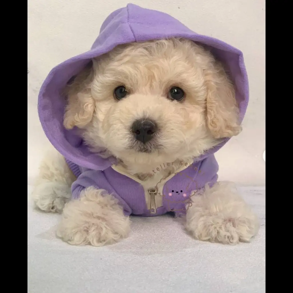 jual-male-toy-poodle-vivaldi-WCXNLG4L3N