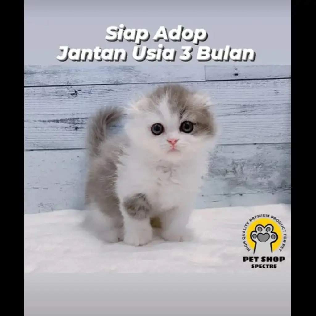 jual-kitten-usia-3-bln-A8ZPZJE7IL