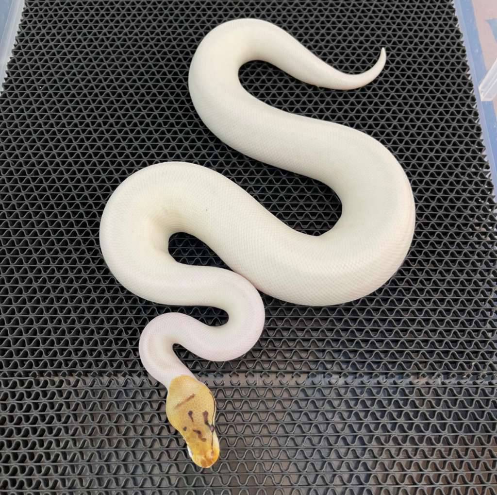 f-bumblebee-pied-pos-het-lavender-clown-E8JXDZOJN5
