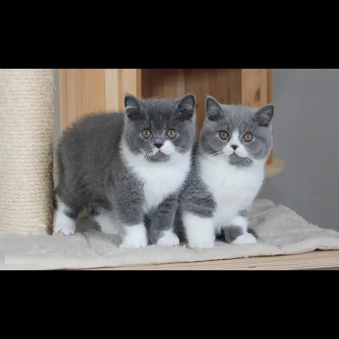 di-jual-kucing-british-shorthair-rp-350000-F8U6BSUE2C