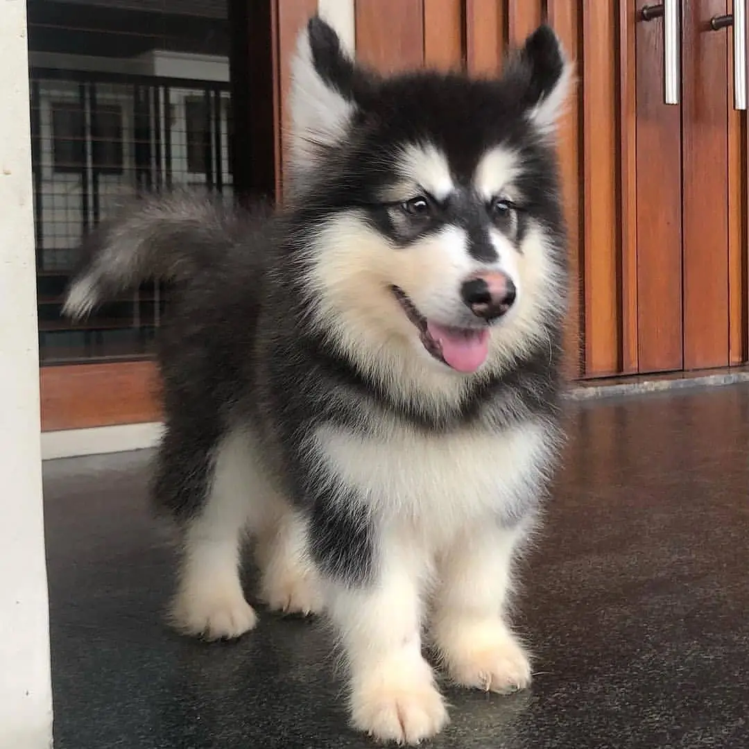di-jual-anjing-alaskan-malamute-rp-450000-3H58HOD4L0