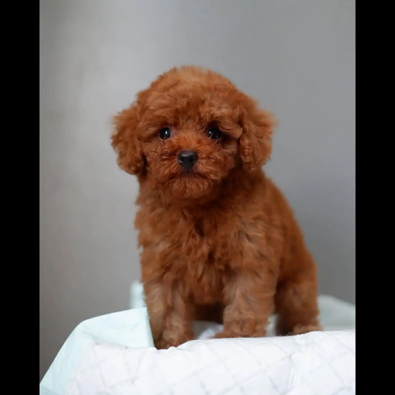 di-jual-anjing-red-toy-poodle-rp-450000-DENSW66YTD
