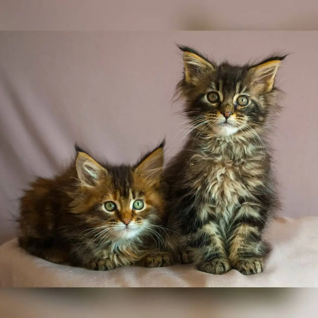 di-jual-kucing-meinecoon-rp-350000-K9CM8XHJB1