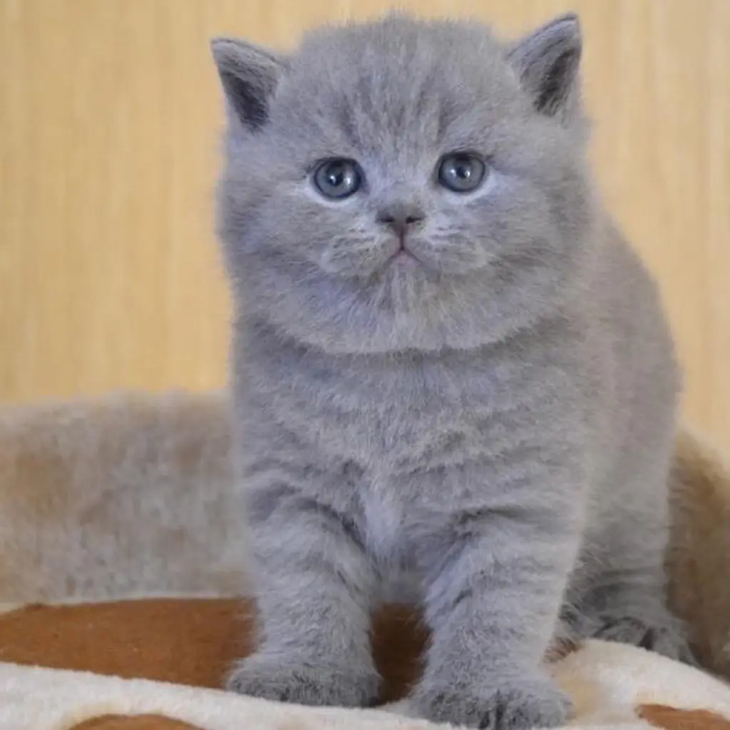 di-jual-kucing-british-shorthair-rp-350000-YKC8TUCU1F