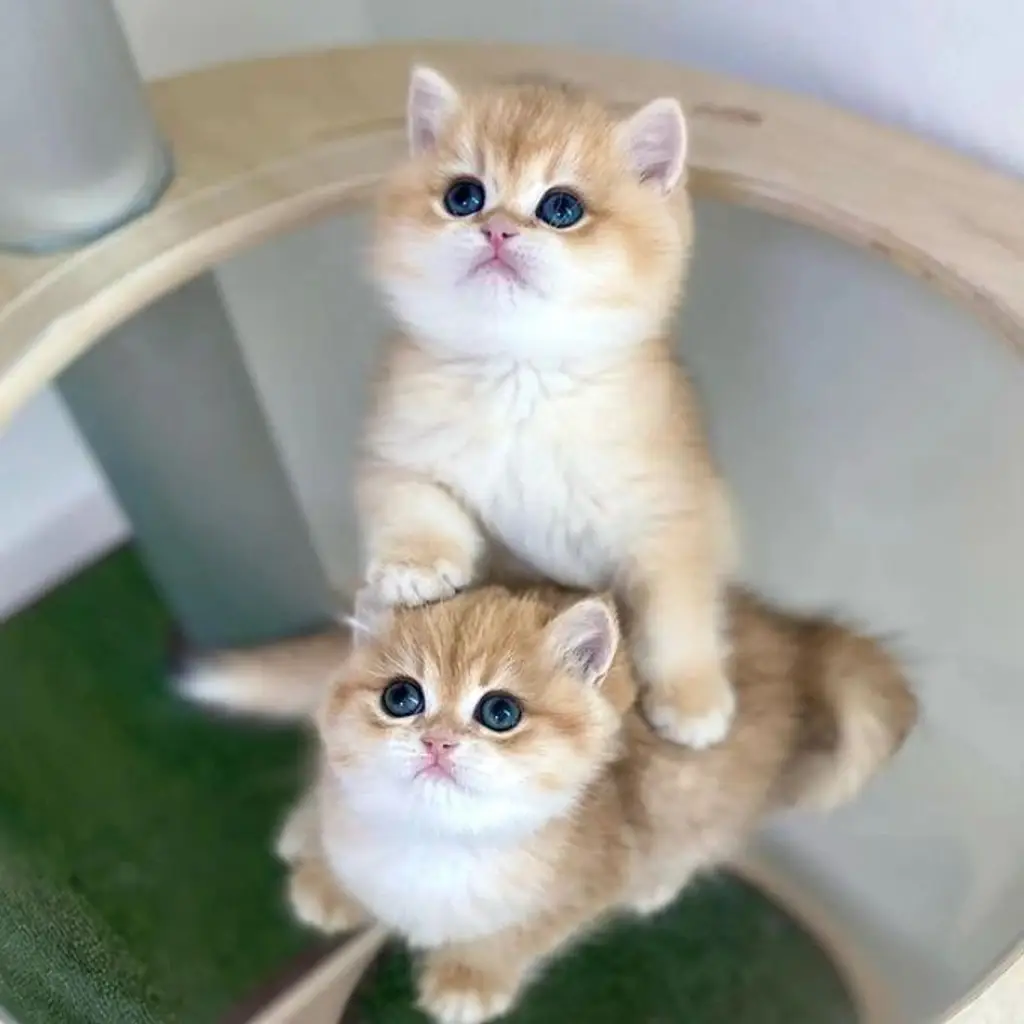 di-jual-kucing-british-shorthair-rp-350000-TQ6VHHSIDW