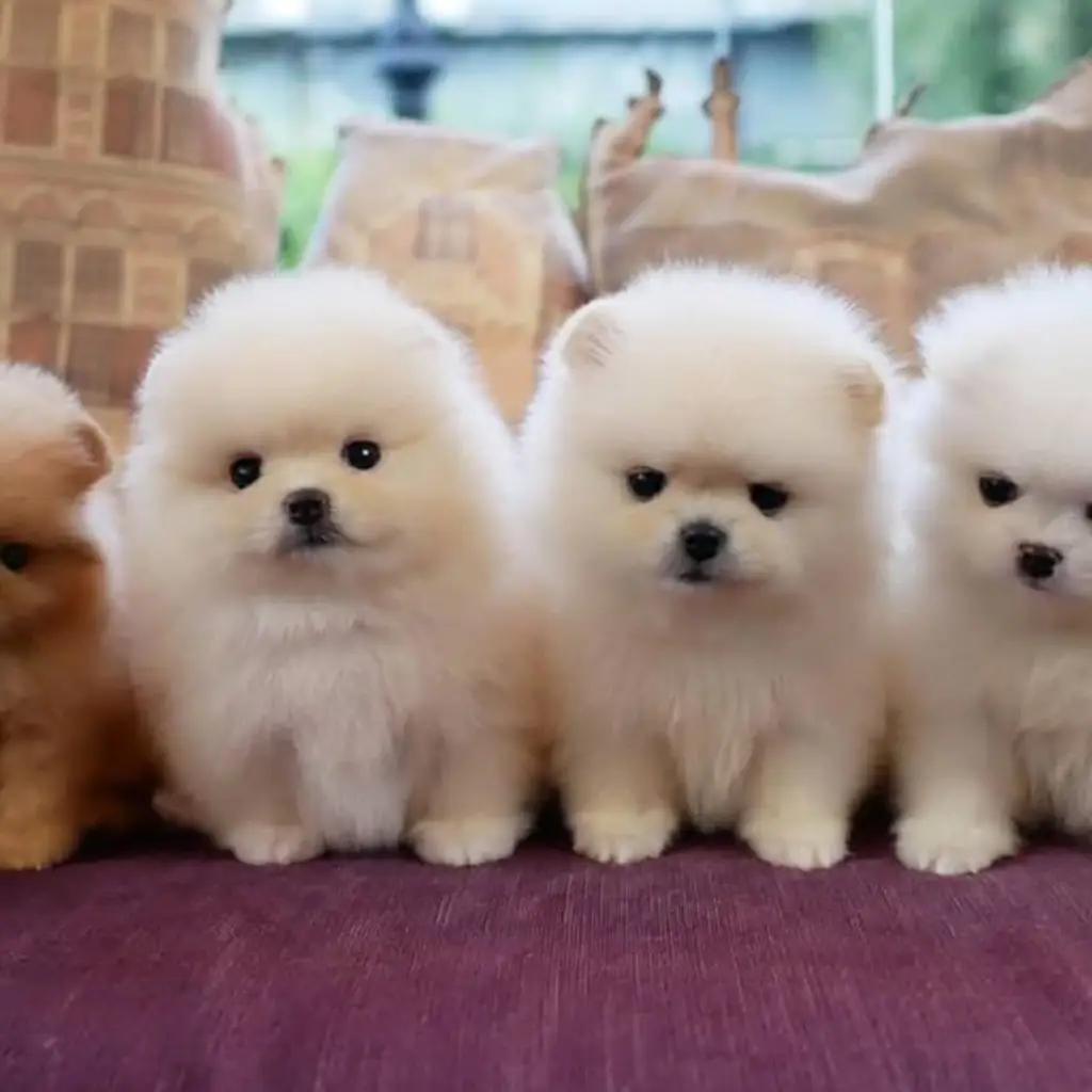 di-jual-anjing-super-mini-pom-rp-450000-1JOAWTMDSO