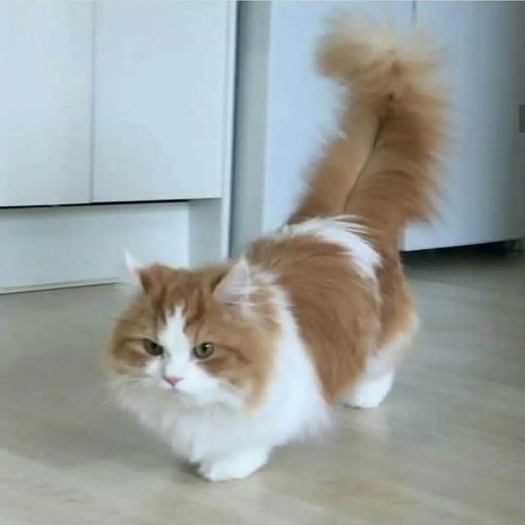 di-jual-kucing-munchkin-rp-350000-YFOUAGAEYJ