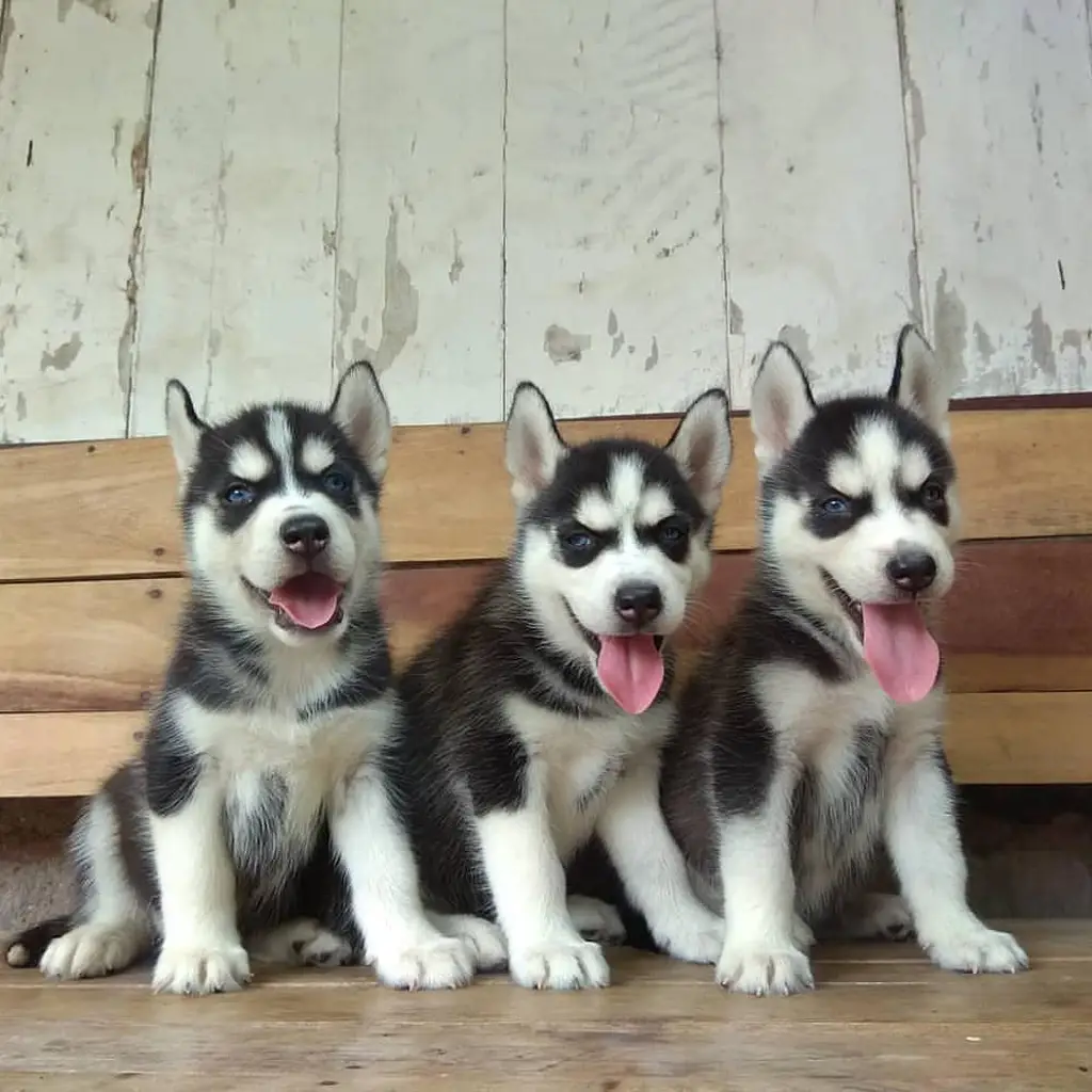 di-jual-anjing-siberian-husky-rp-450000-KA96DEJJGI