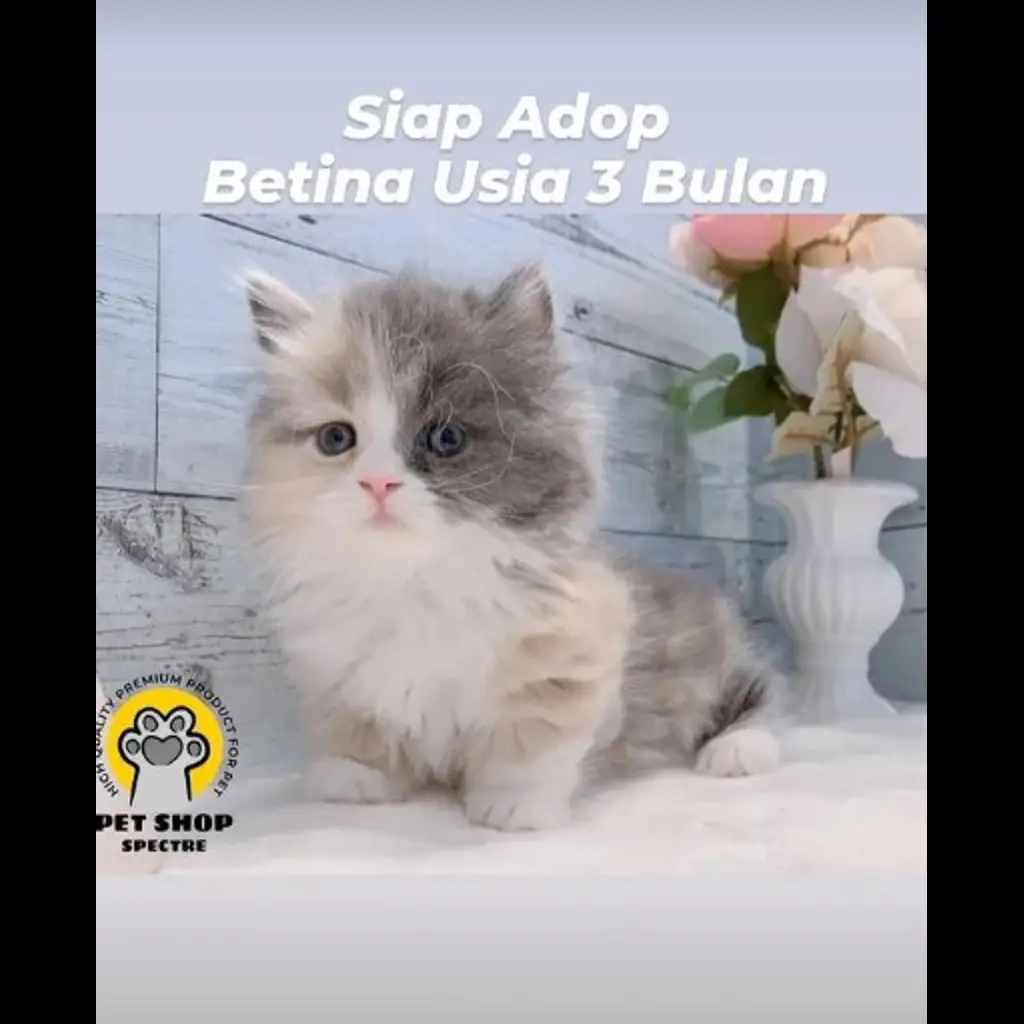 jual-kitten-betina-3-bln-86J2JDAGKN