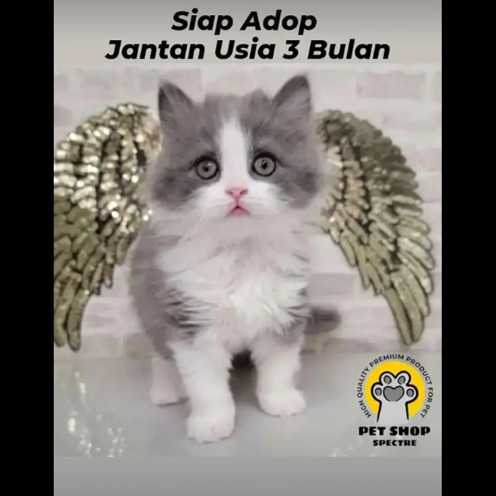 jual-kitten-usia-3-bln-OITJMO798P