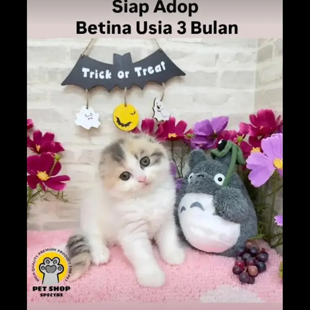jual-kitten-betina-usia-3-bln-SR6K3H296U