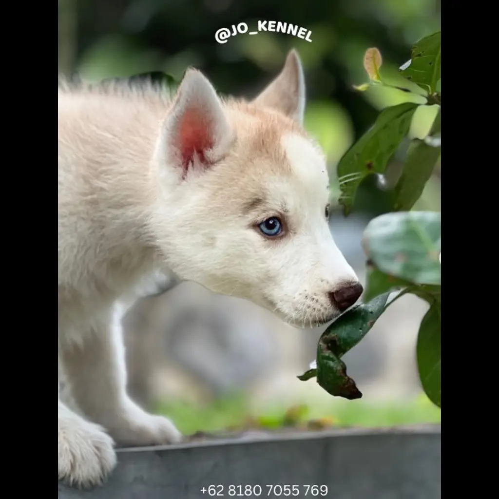 jual-anjing-siberian-husky-15-bln-F7VO5HOBHO